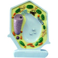 Fournitures scolaires Biological Teaching Plant Cell Model (R180114)